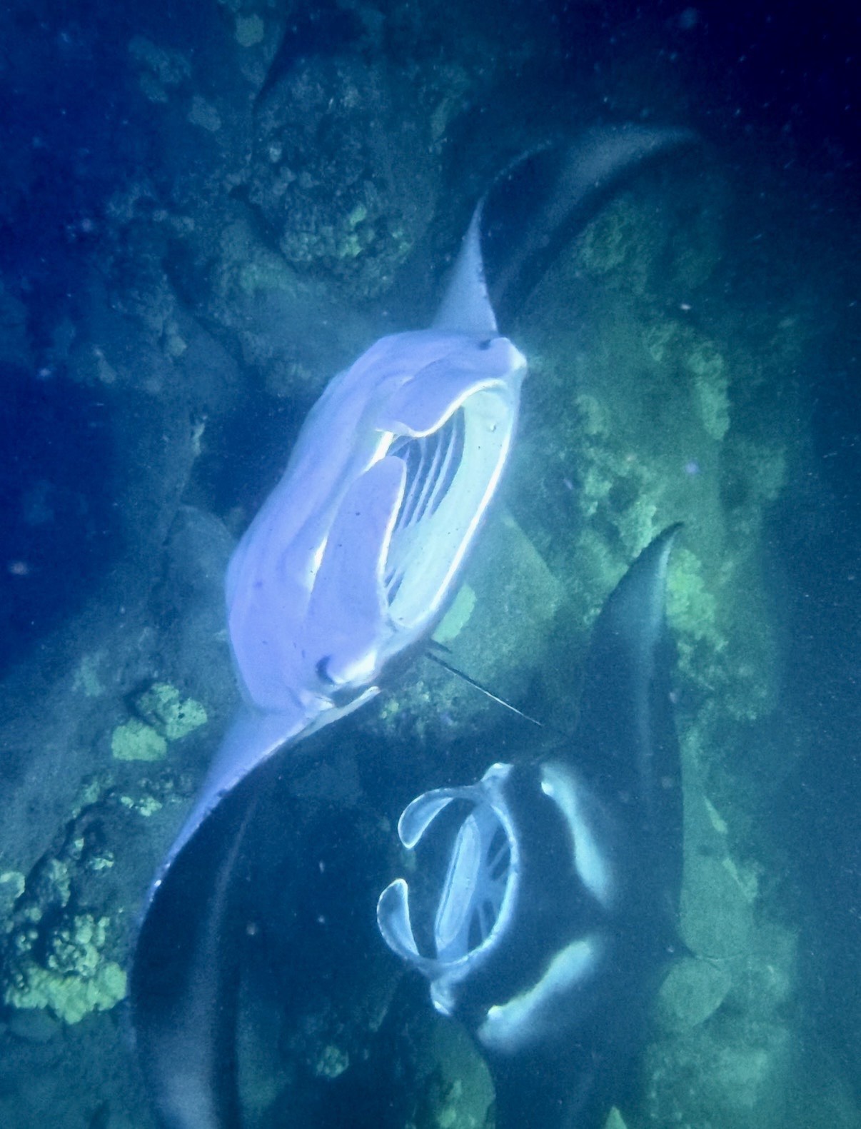 Manta im Lichtkegel bei Nacht