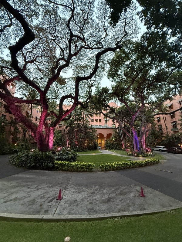 Rosa angestrahlte Bäume vor dem Royal Hawaiian