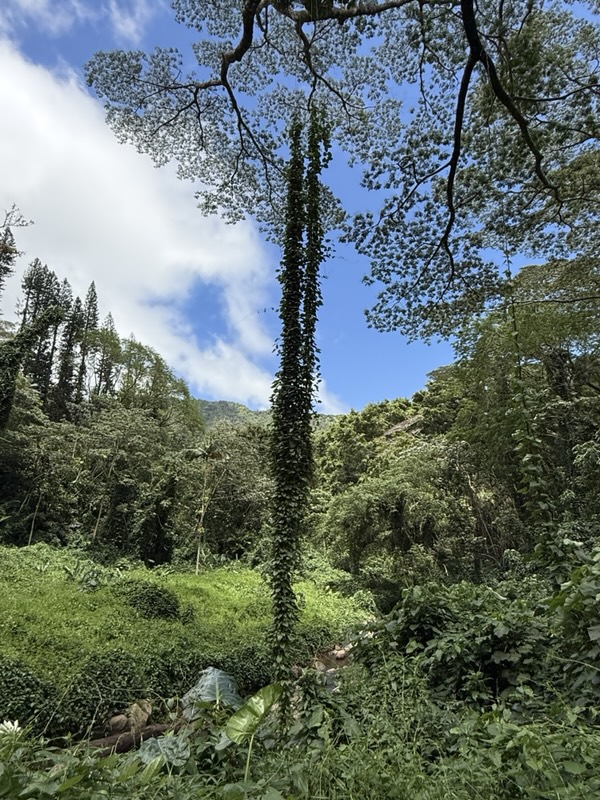 Dichter Regenwald auf dem Weg zu den Mānoa Falls